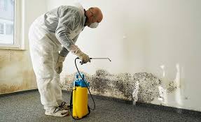 Why You Should Choose Our Mold Remediation Services in Pearland, TX